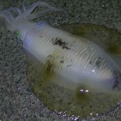 雨の中アオリイカ釣り